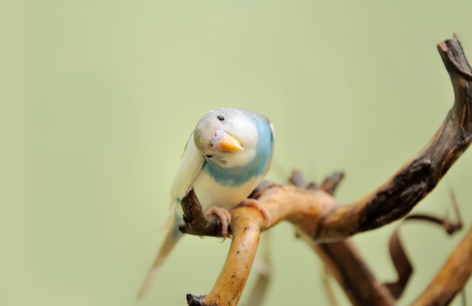 Catering for exotic pets in your product mix: birds